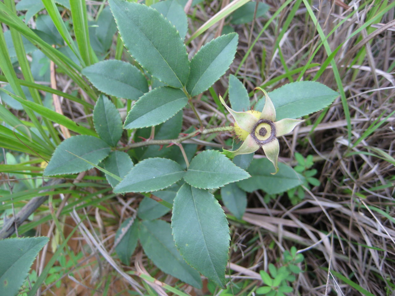 金樱子    外文名称:cherokee rose    别称:糖罐子,刺头,倒挂金钩,黄